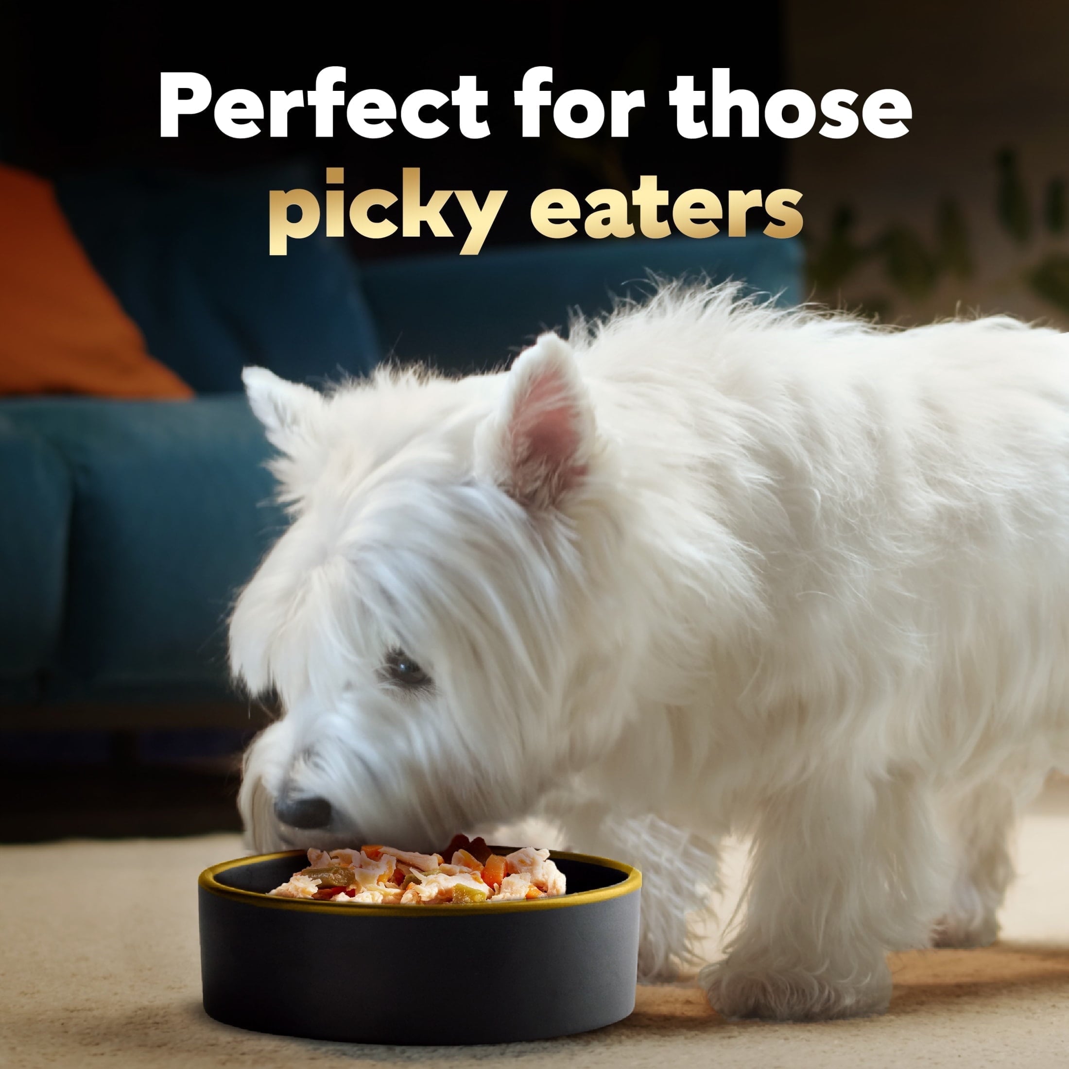 Cesar Simply Crafted Wet Dog Food Variety Pack, 1.3 Oz Tubs (16 Pack)