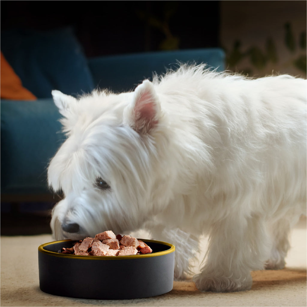 Cesar Classic Loaf In Sauce Turkey Recipe Wet Dog Food Adult, 3.5 Oz. Easy Peel Tray