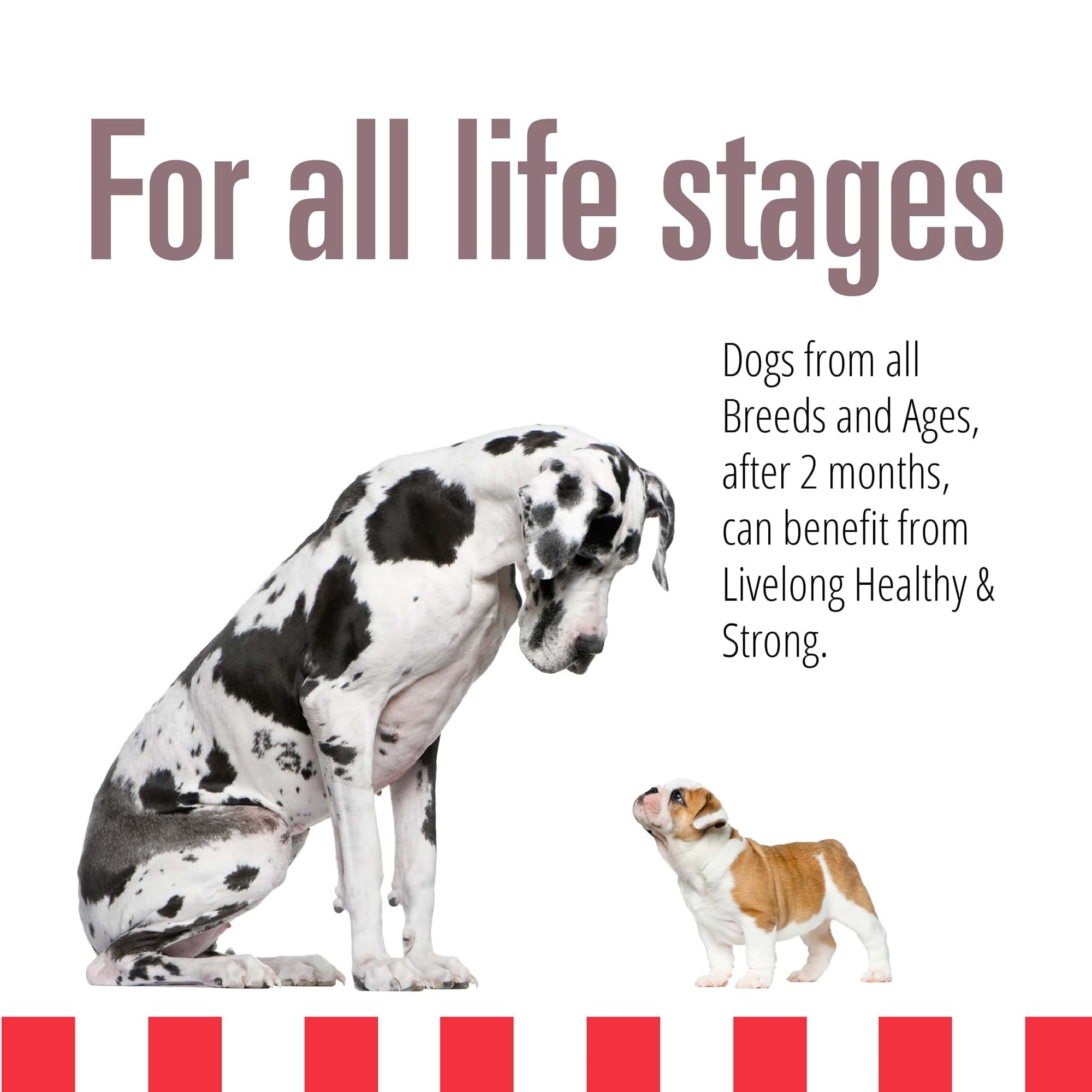 Livelong Healthy & Strong: 12 Pack: Bison/Buffalo & Sweet Potato Recipe - 12.5oz Cans, Wet Dog Food, High Protein, All Natural, No Preservatives,