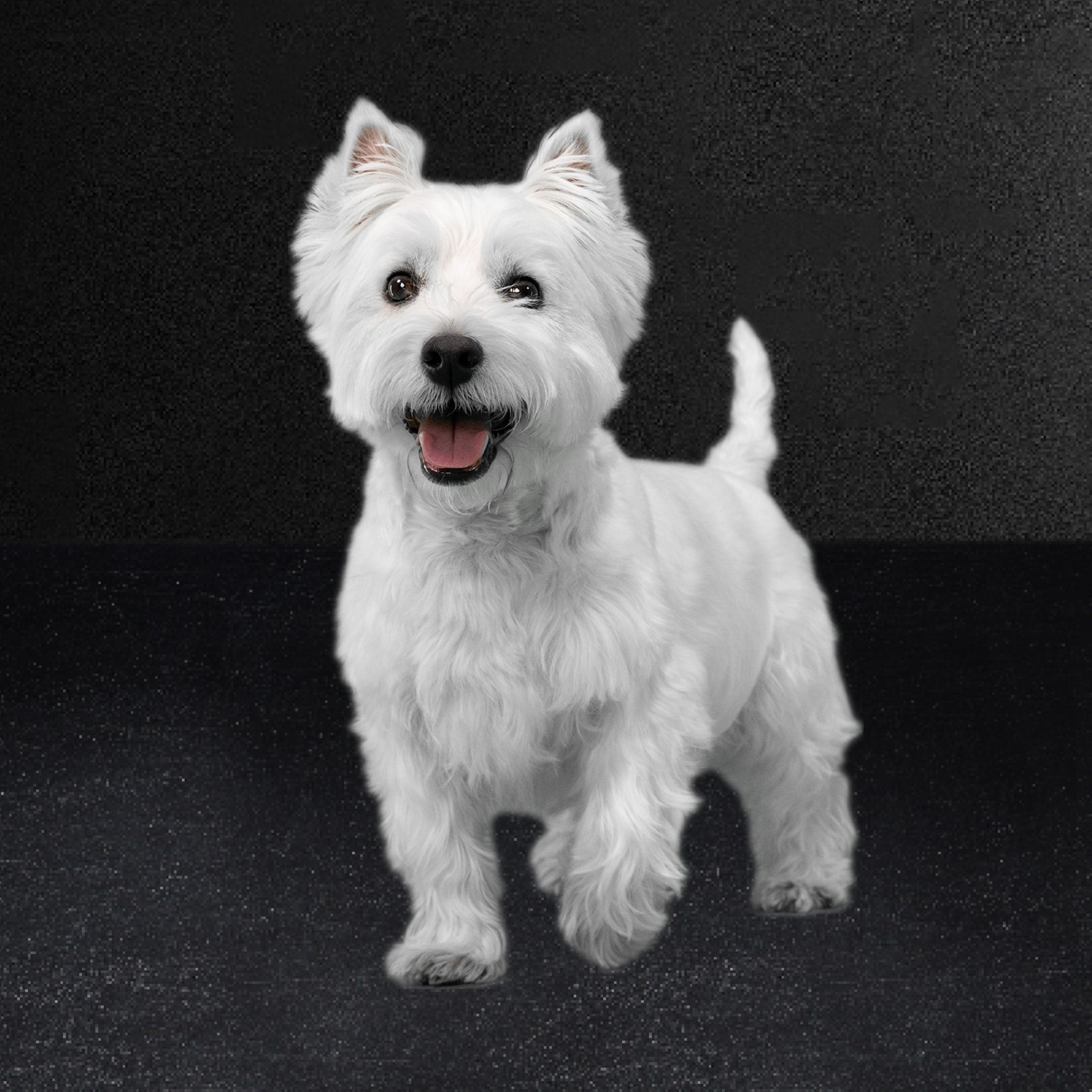 Cesar Simply Crafted Wet Dog Food Variety Pack, 1.3 Oz Tubs (16 Pack)