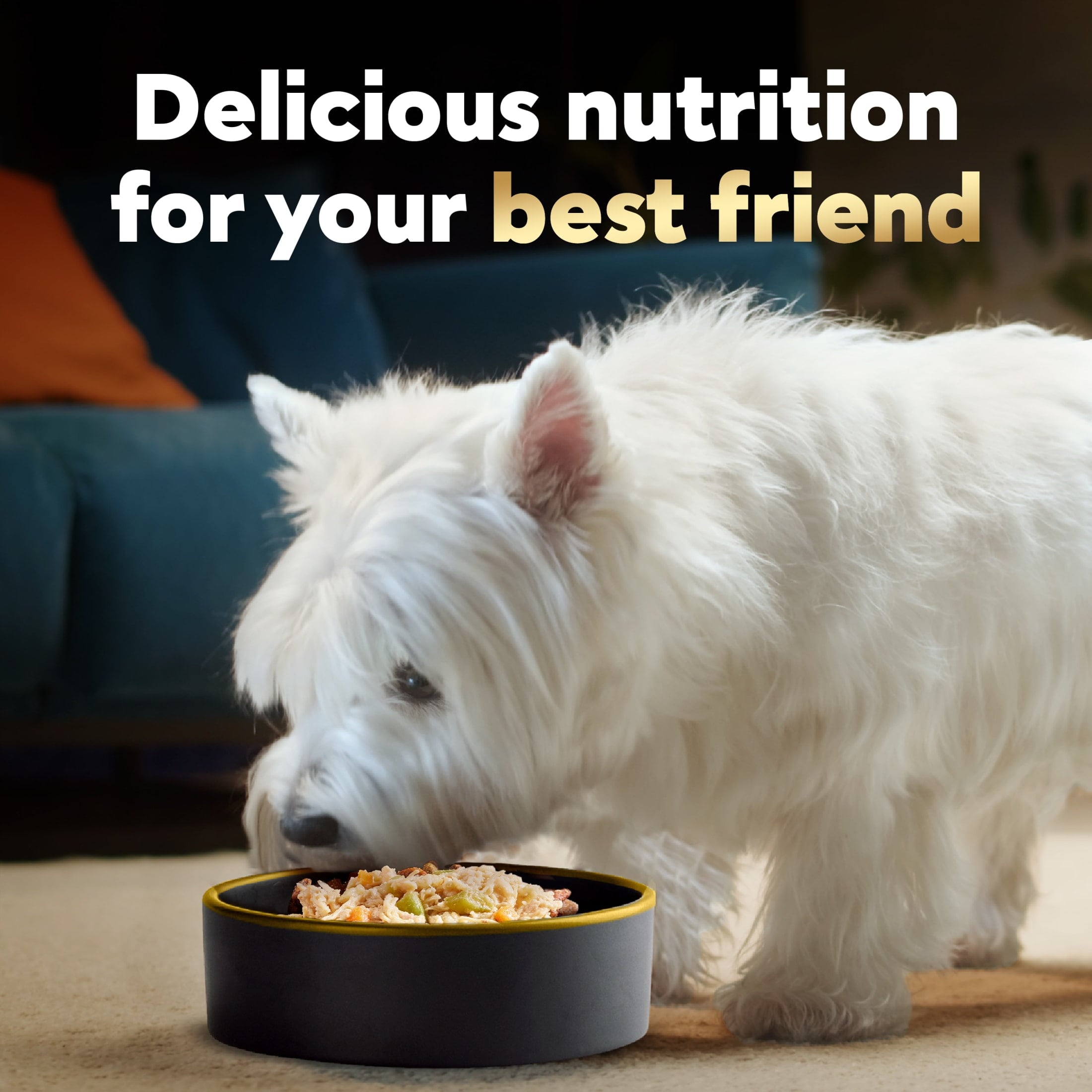 Cesar Wholesome Bowls Chicken, Apple & Sweet Potato Wet Dog Food Adult, 3 Oz