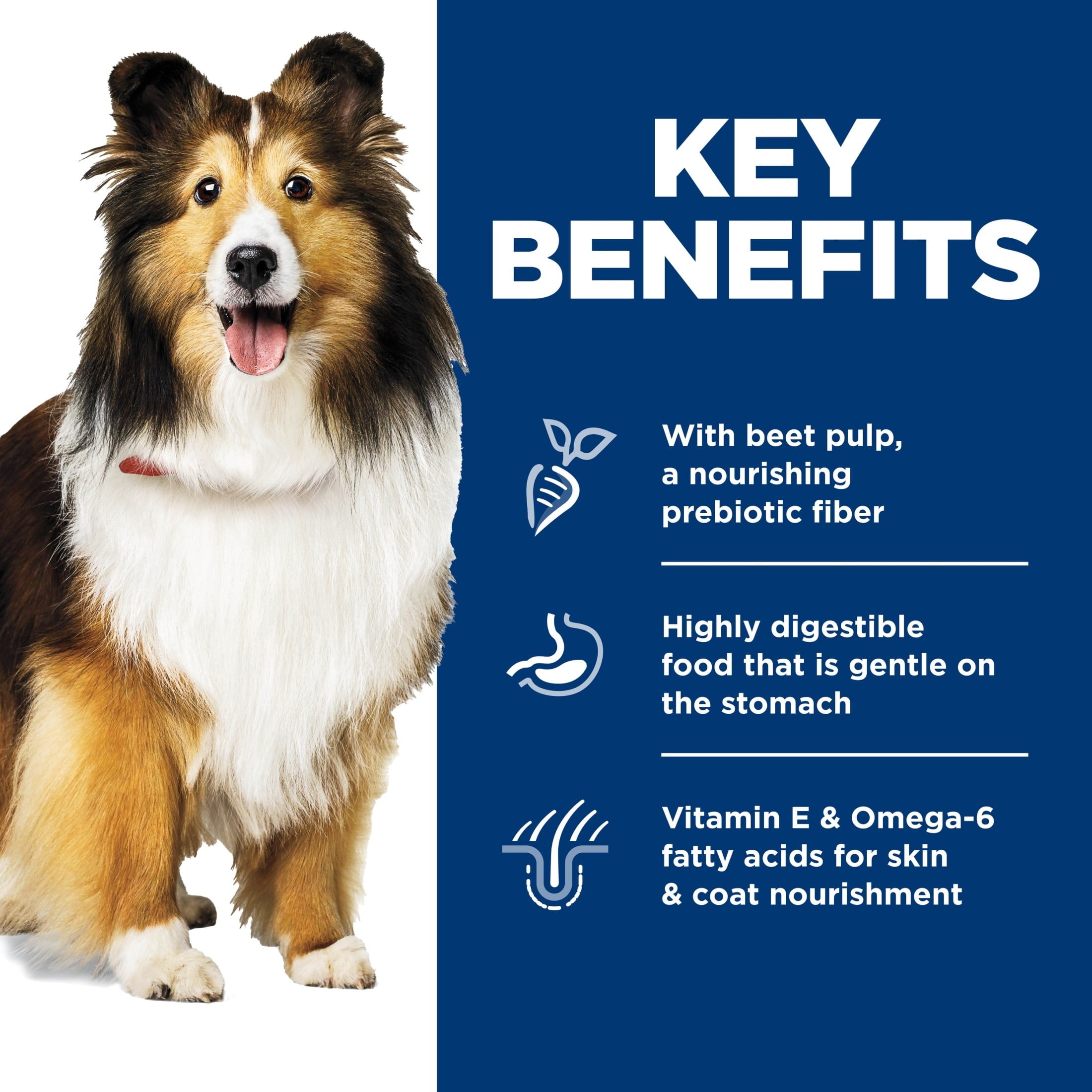 Hill's Science Diet Sensitive Stomach & Skin Tender Chicken Wet Dog Food, 12.5oz Can 12pk