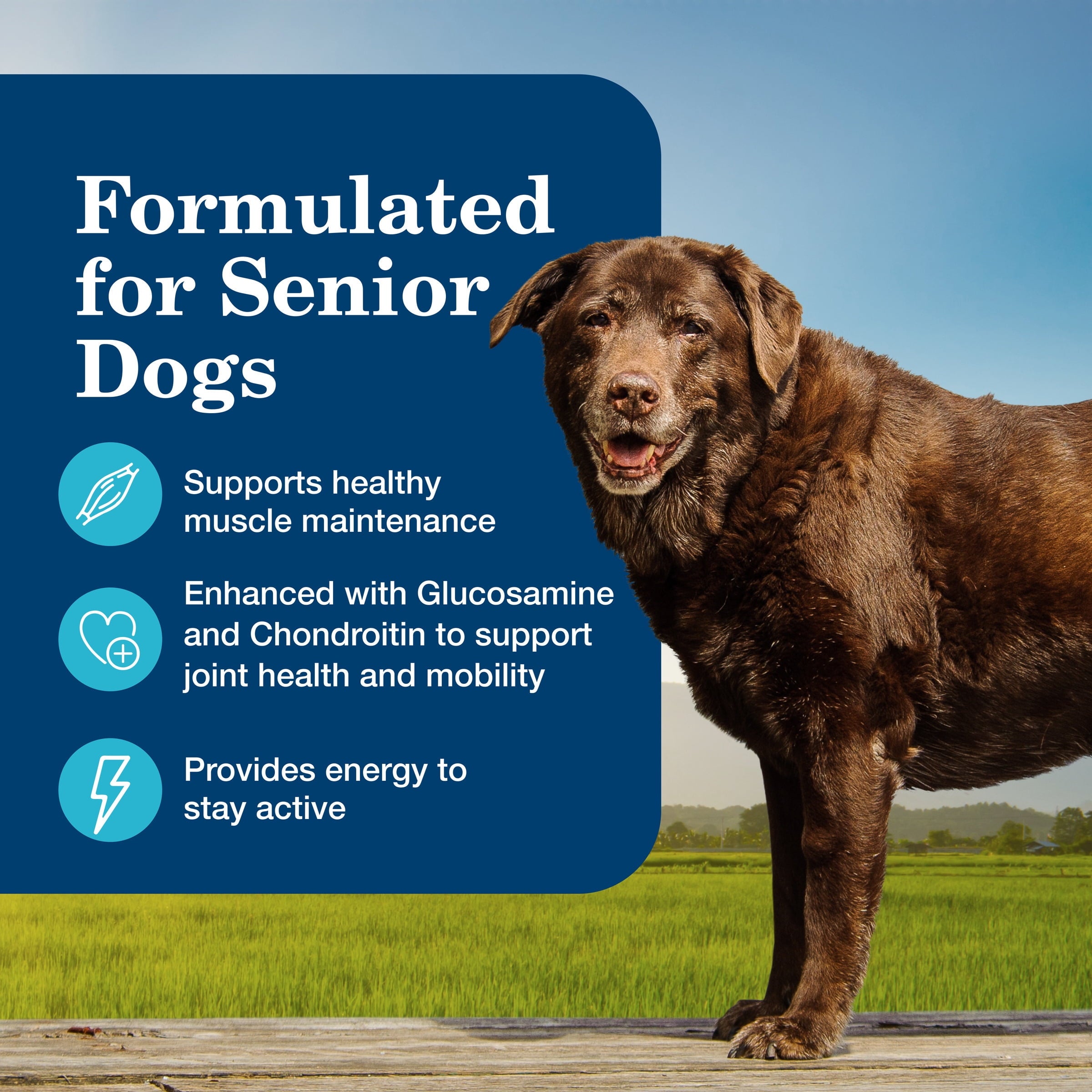 (6 pack) Blue Buffalo Homestyle Recipe Senior Wet Dog Food, Chicken Dinner, 12.5-oz. Can