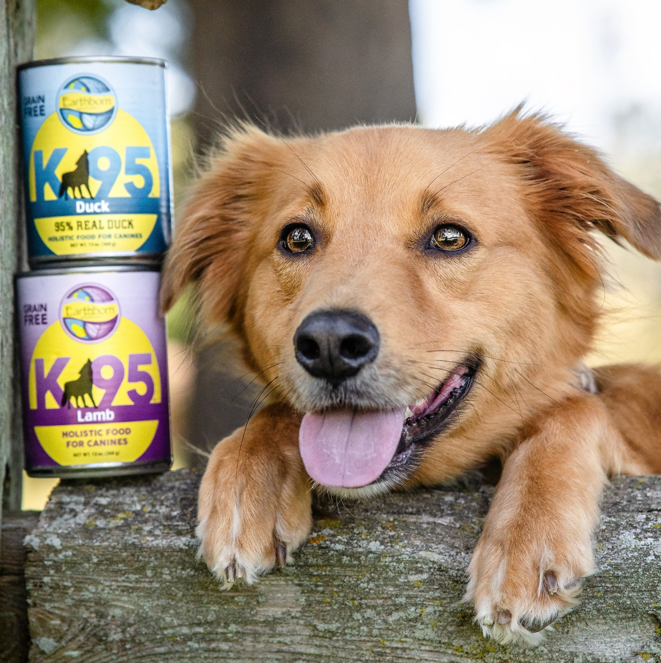 Earthborn Holistic Grain Free K95 Meat Protein Wet Dog Food Lamb, 13 oz